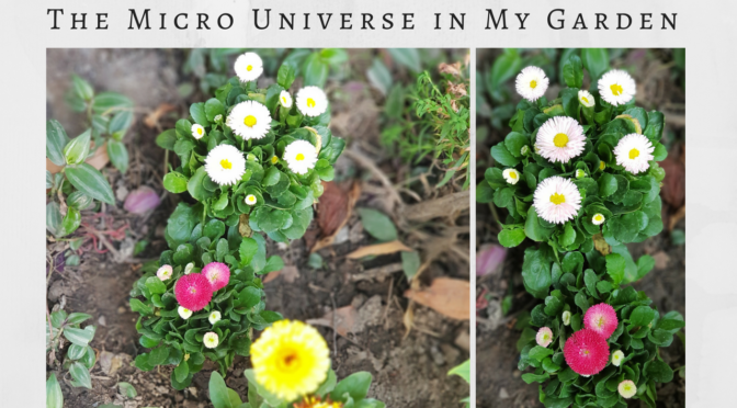Spring Season : The Micro Universe in my Garden